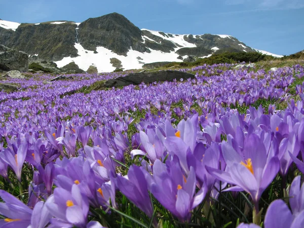 Spring flowers