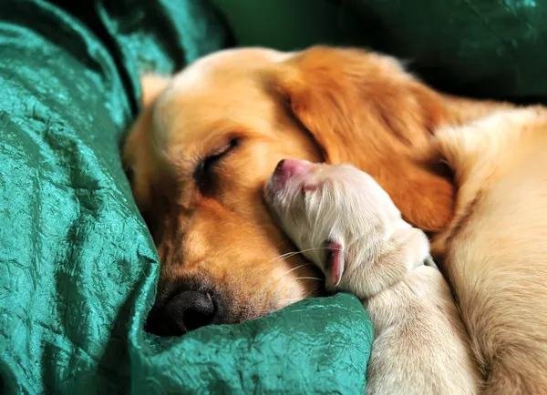 Sleeping dog and her newborn puppy