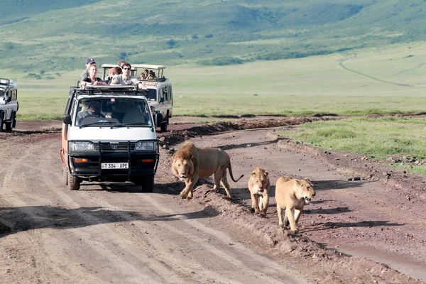 Jeeps with tourists traveling on the road for a pride of lions, Ngorongoro National Park, Tanzania.