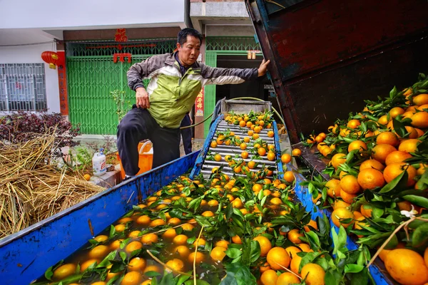 Chinese farmer working on fruit washing machine, processes harvest oranges.