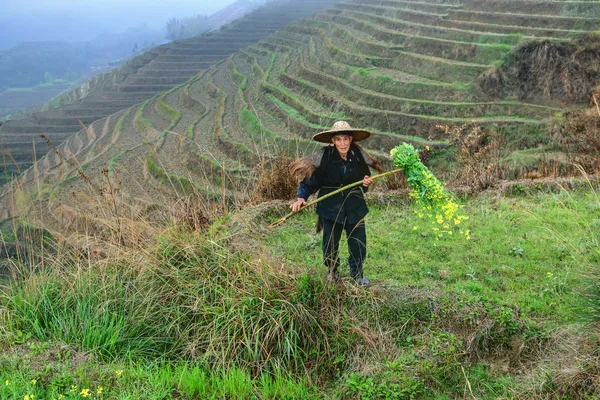 Asian elderly man, a peasant farmer shepherd, among rice terrace