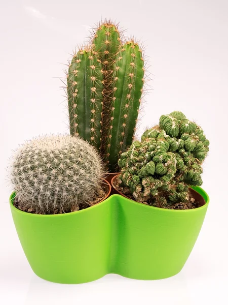 Succulent cactus plants in a green vase