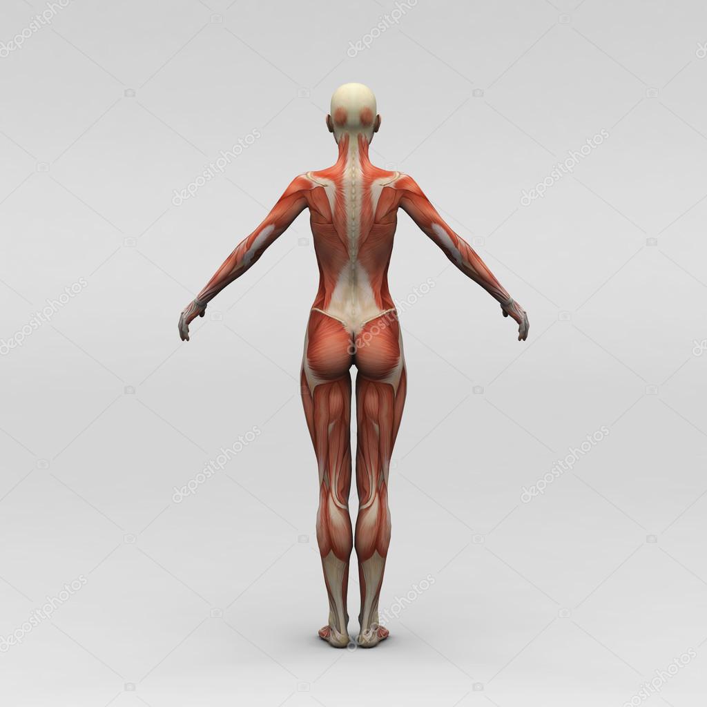 女性人体解剖学和肌肉图片