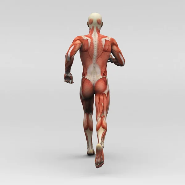 Male human anatomy and muscles