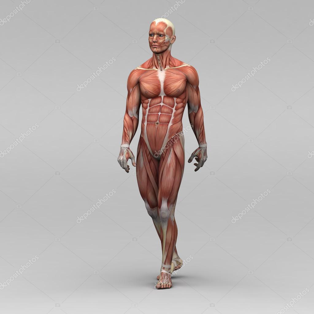 男性人体解剖学和肌肉图片