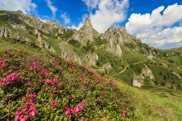 Beautiful rhododendron flowers and summer landscape in Ciucas mountains,Romania