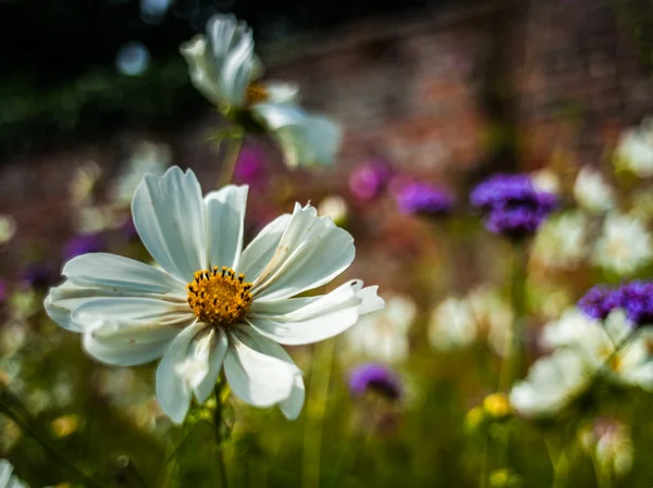 Retro Style Abstract Photo Of A Summer Flower Garden