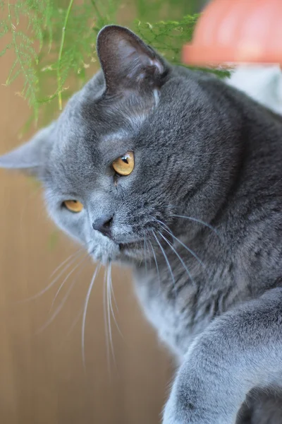 Grey British cat looking towards indoor