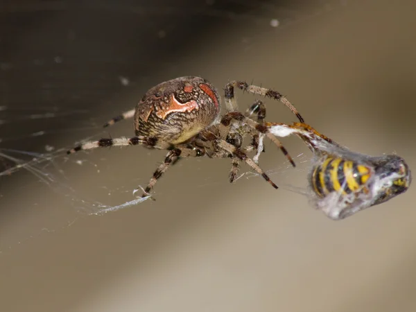Spider catch wasp