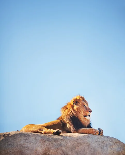 Lion on Rock