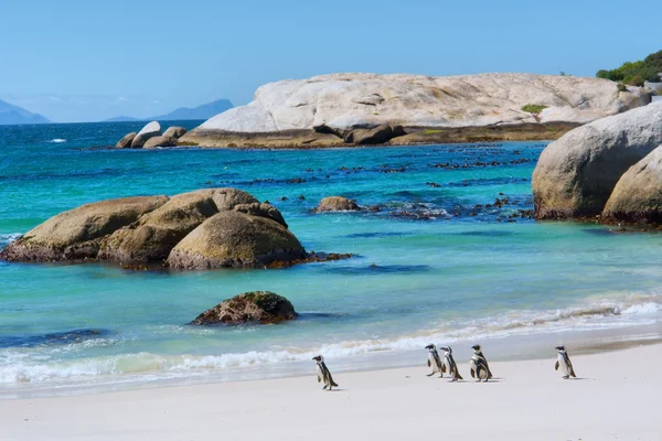 Penguins walk on sunny beach