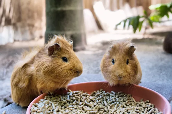 Two cute guinea pigs are having meal