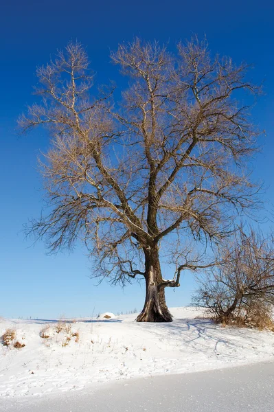 Huge tree on winter lake shore