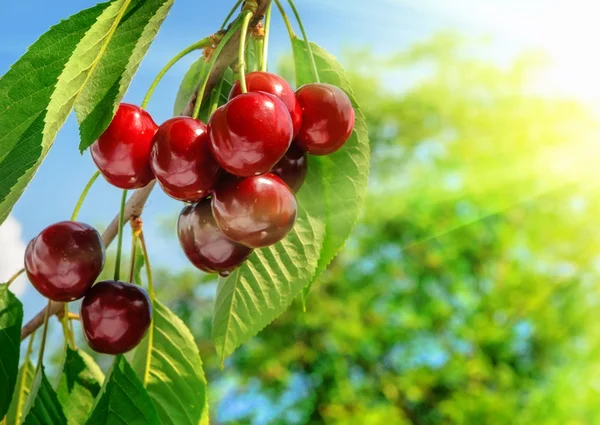 Red and sweet cherries on a branch just before harvest in early