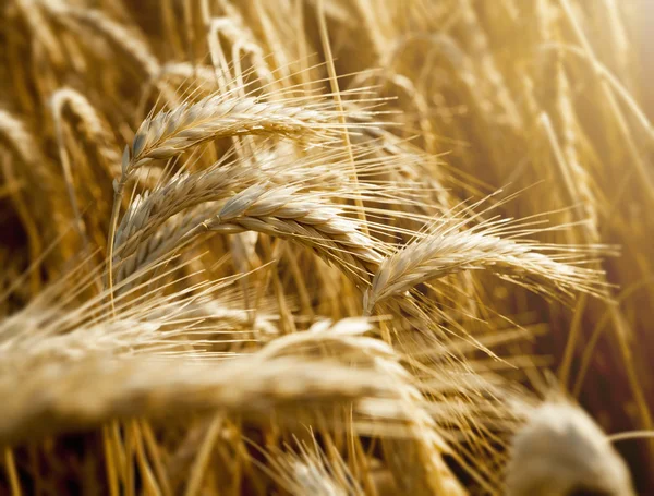 Wheat ears under sun close up