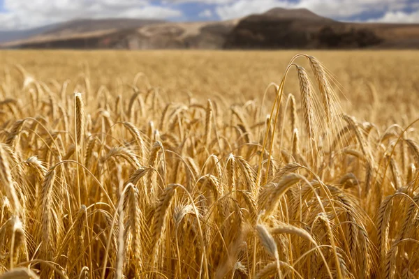 Wheat field with mountains at background