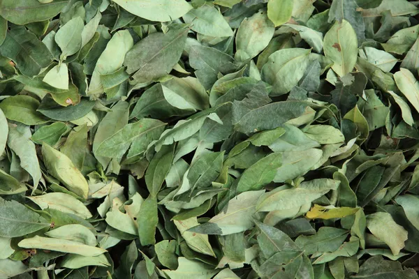 Coca Leafs