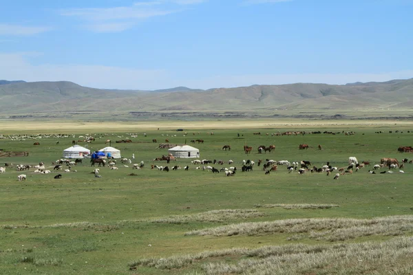 Yurt Village Mongolia