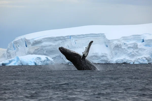 Humpback Whale in front of an Iceberg