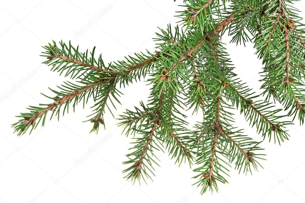 christmas tree branch stock photo 169 samsonovs 34691435 christmas tree branch stock photo 169 samsonovs 34691435