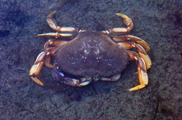 Albion River Crab