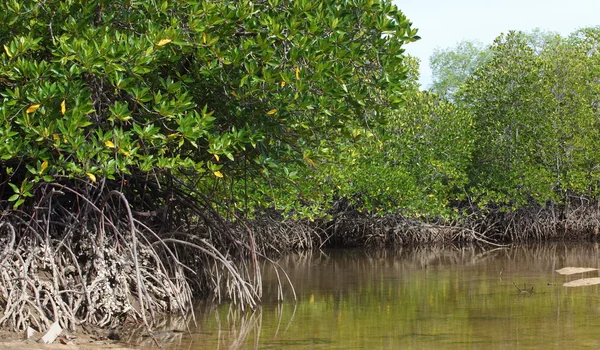 Mangrove trees along green water