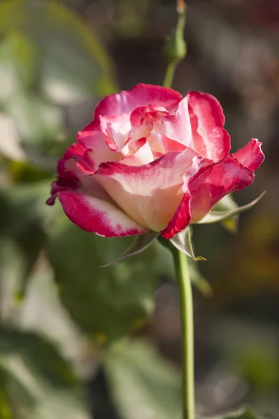 Roses in bloom in spring