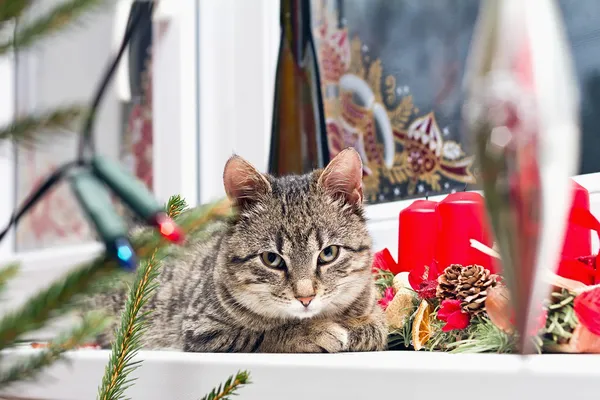 Kitten resting on Christmas decorated window