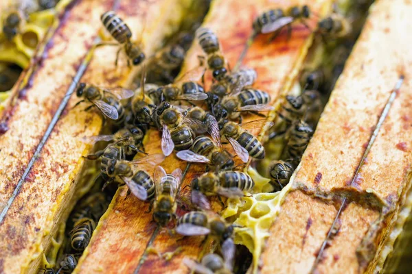 Macro shot of swarming bees on honeycomb