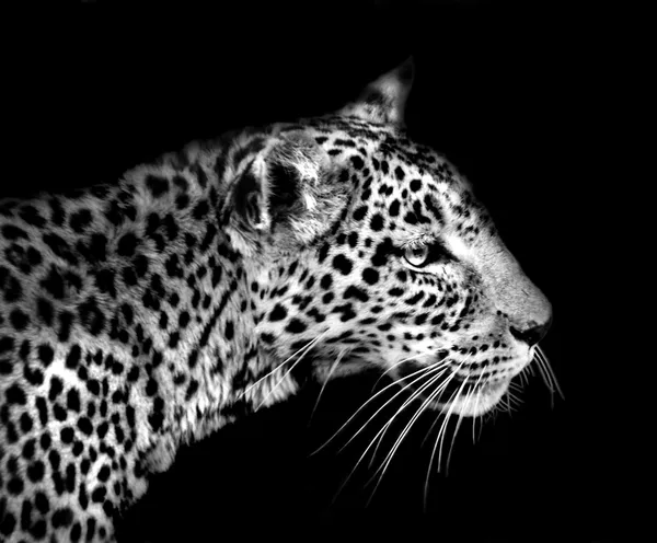 Leopard in black and white