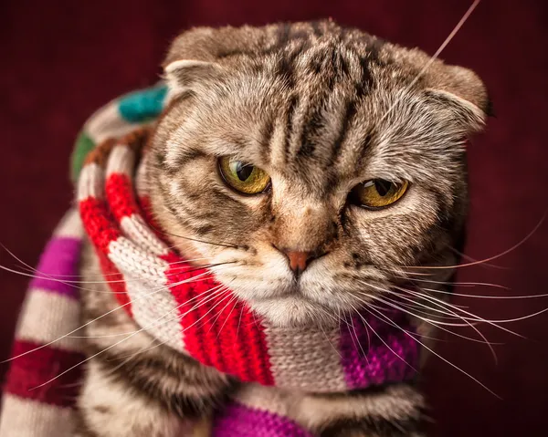 Serious Scottish Fold cat in striped scarf