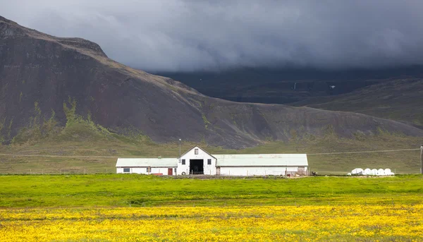 Farmhouse in a lush green Icelandic landscape