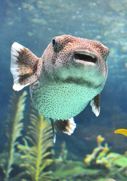 Puffer fish swimming in a water tank.