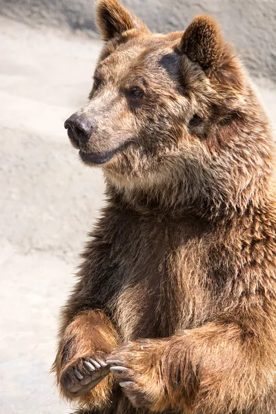 The brown bear (Ursus arctos) is among the largest and most powe