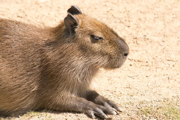 Capybara (Hydrochoerus hydrochaeris) is the largest rodent in th