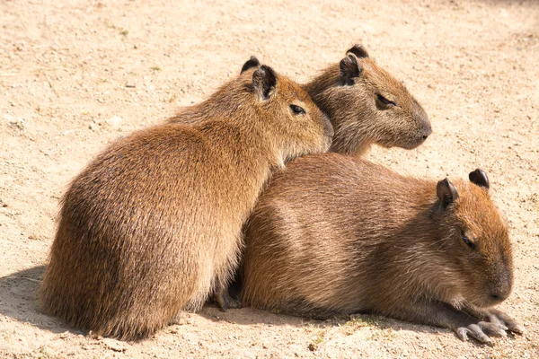 Capybara (Hydrochoerus hydrochaeris) is the largest rodent in th