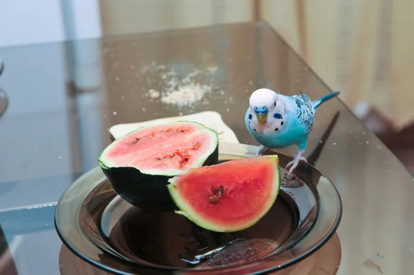 Parrot and watermelon