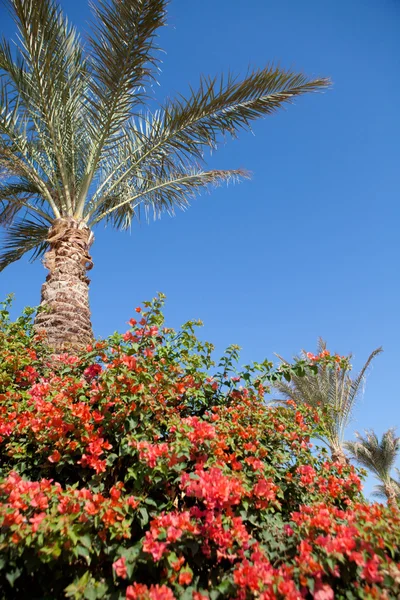 Palm tree, blue sky and flowers