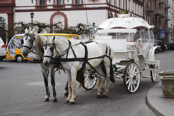 Two white horses in team with carriage