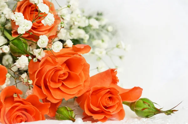 Orange roses on white background