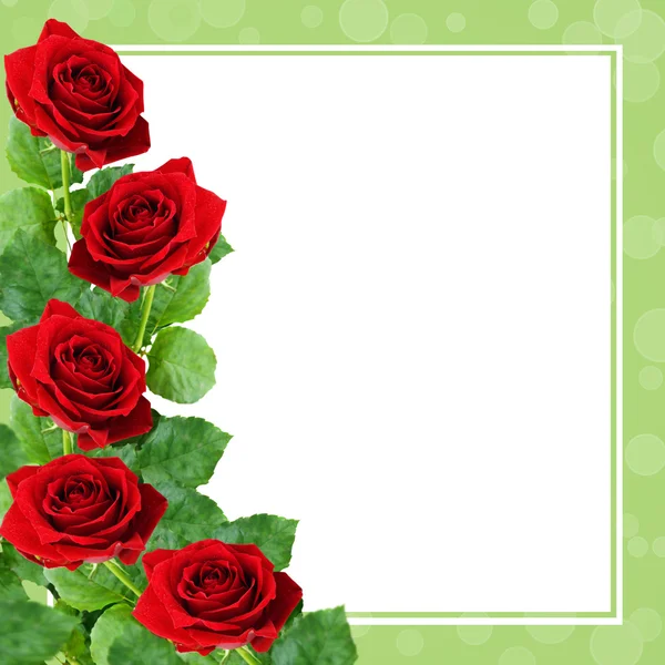 Red rose flowers