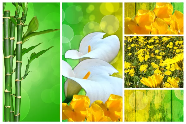 Composition of spring and ornamental plants in three parts