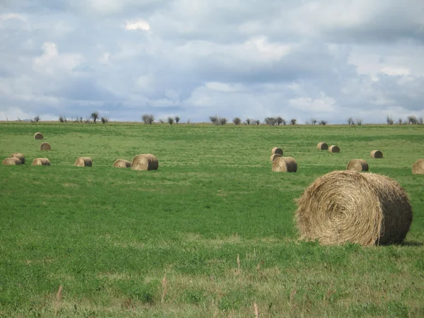 Hay Field