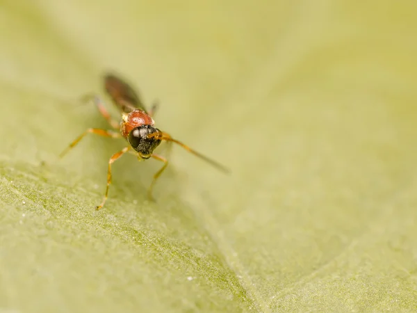 Small Hover Fly Macro