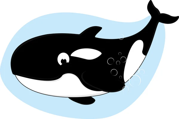 Killer Whale Vector Illustration