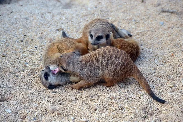 Zoom bioparco Turin Italy. mongooses are the fight