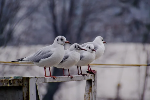 Gulls near the river. winter. birds. Outdoor чайки на берегу реки. зима. птицы. На открытом воздухе