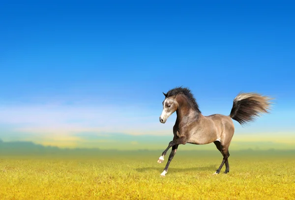 Young horse galloping through field