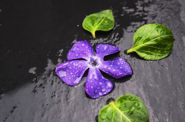 Purple periwinkle flower with water drops on wet black table