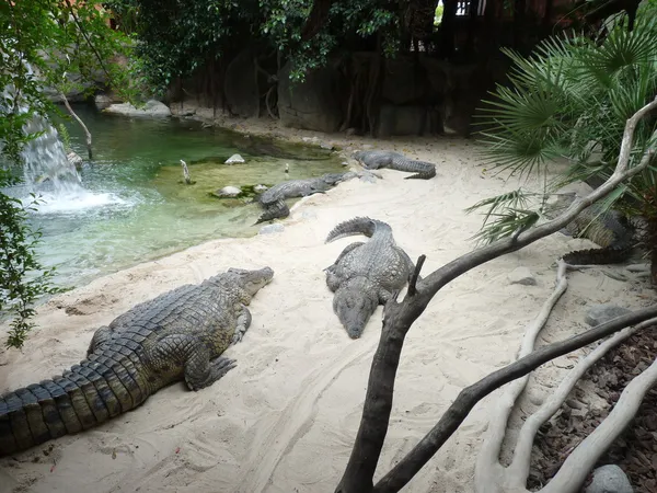 Crocodiles on the shore of an island paradise